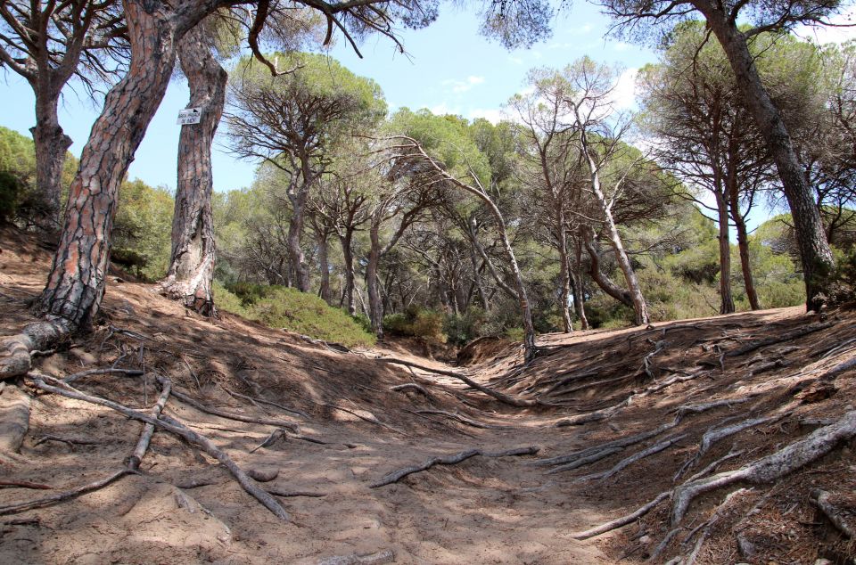La sequera persistent amenaça de matar-nos els boscos