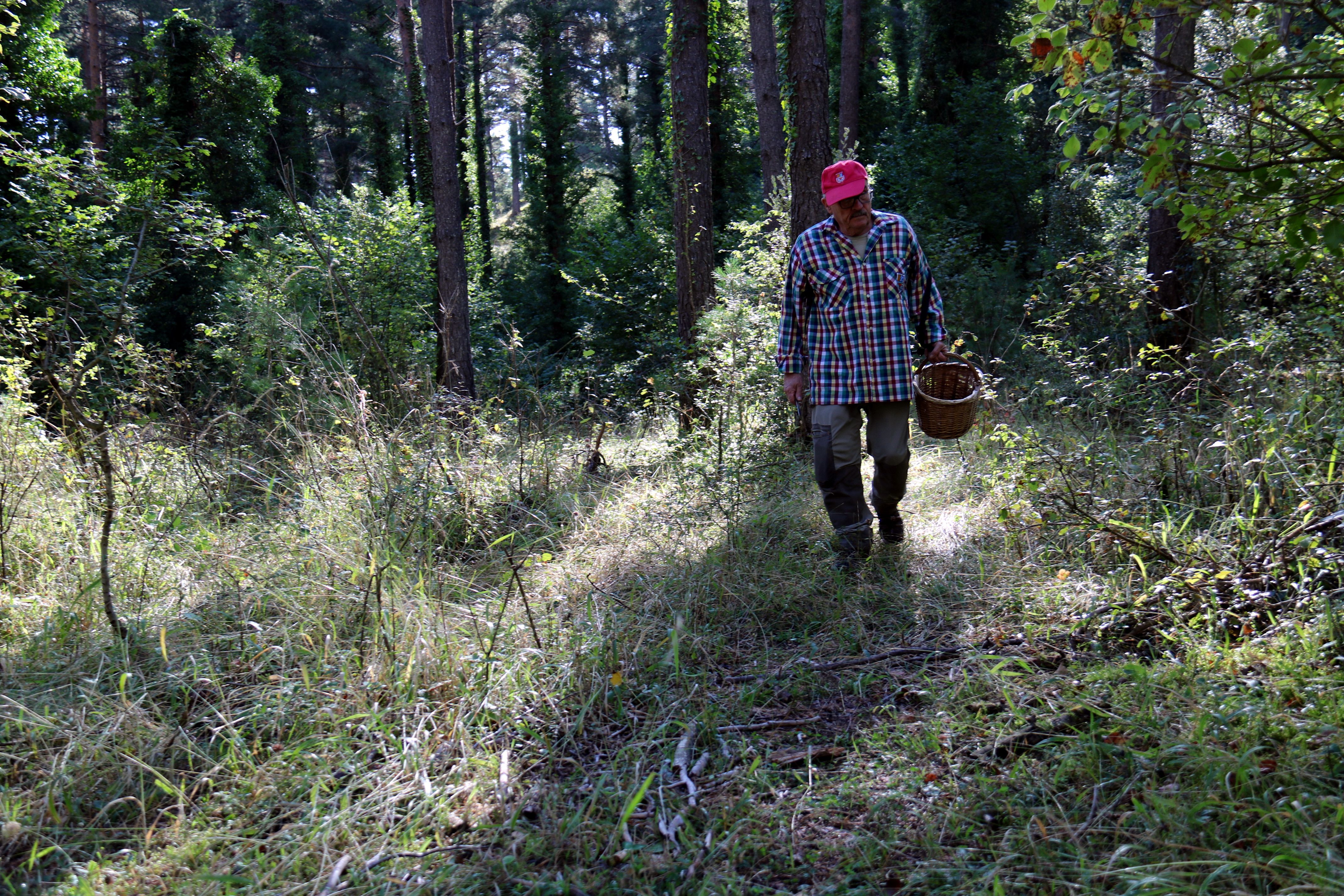 Un recogedor de setas como los que llenaran este otoño los bosques del Maresme