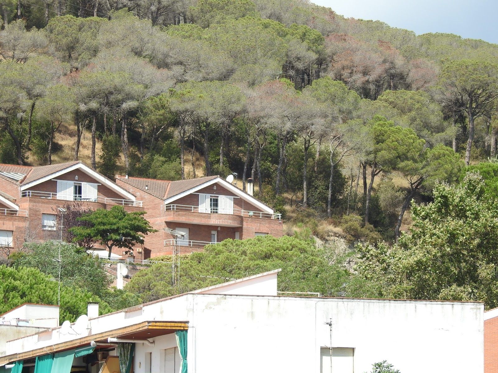 Pinares a tocar de Llavaneres