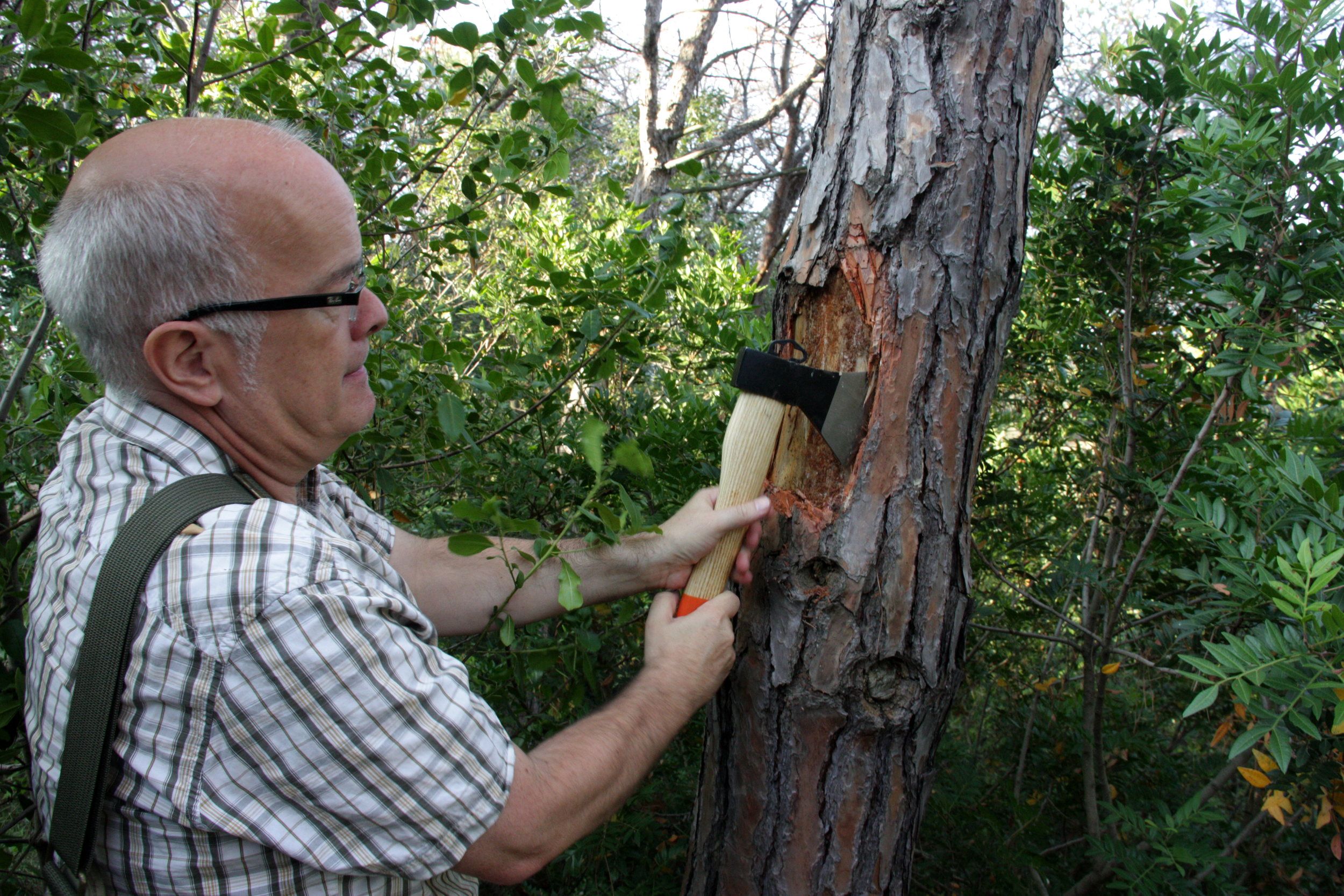 El ingeniero forestal del Consejo Comarcal del Maresme (CCM), Oriol Balsa, retira la corteza de un pino afectado por el escarabajo 'tomicus'. Imagen de julio de 2016.