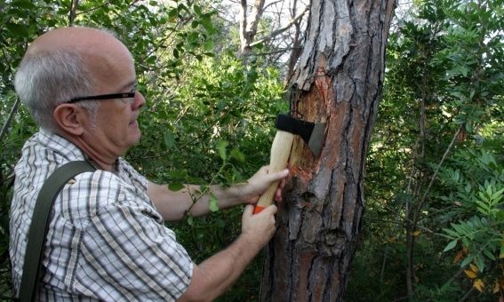 L'enginyer forestal del Consell Comarcal del Maresme (CCM), Oriol Bassa, retira l'escorça d'un pi afectat per l'escarabat 'tomicus'. Imatge del juliol de 2016.