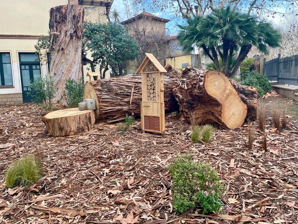 Mataró tala per seguretat un eucaliptus centenari del Parc Central
