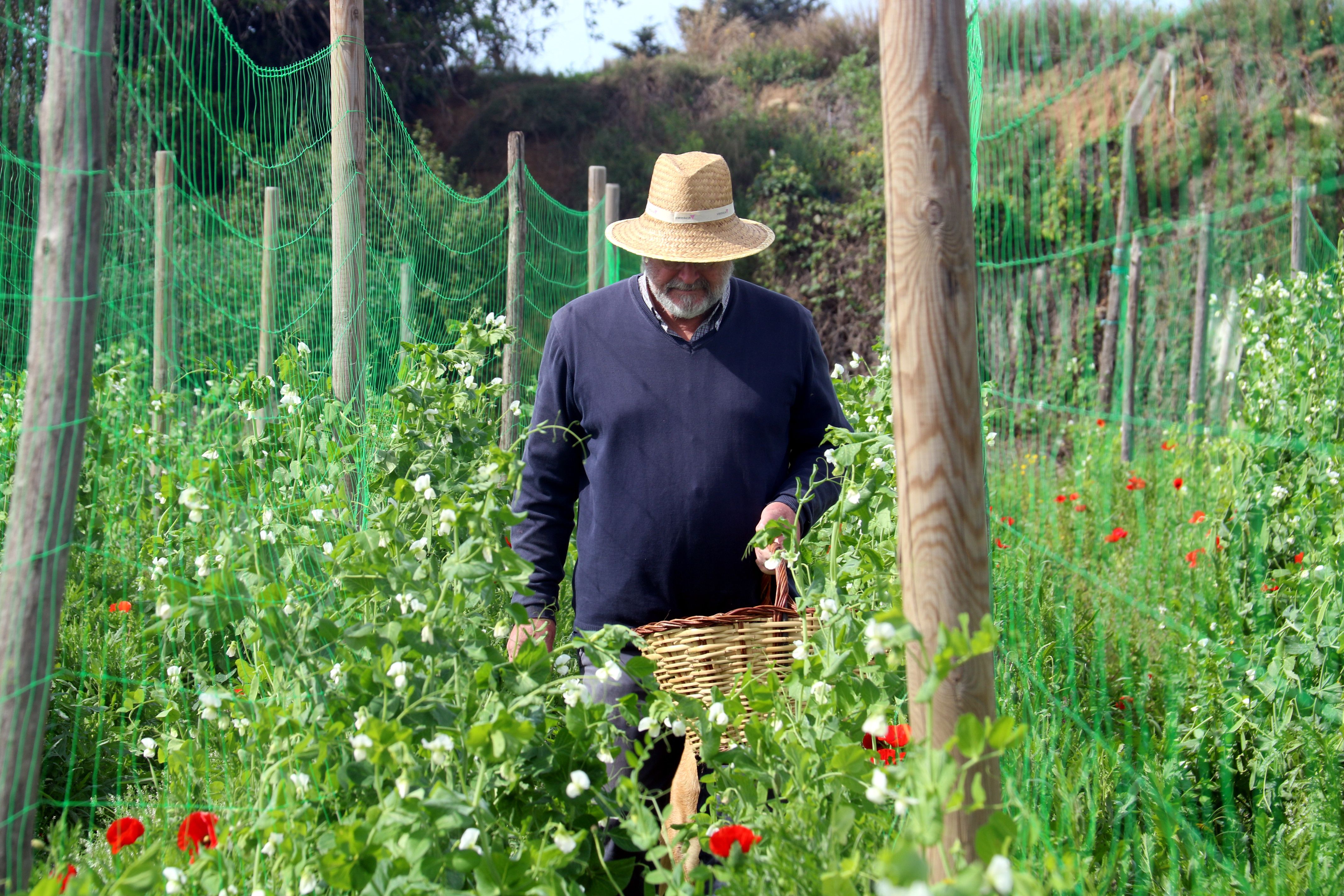 Un productor de pèsol garrofal a Llavaneres. Foto: ACN