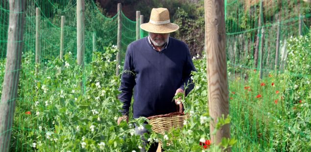 Un productor de guisante garrofal en Llavaneres. Foto: ACN