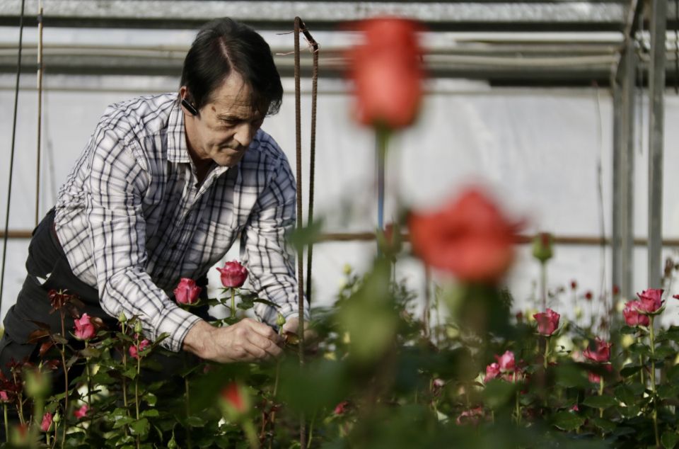 Joan Pons, el último productor de rosas del Maresme y de Catalunya. Foto: ACN