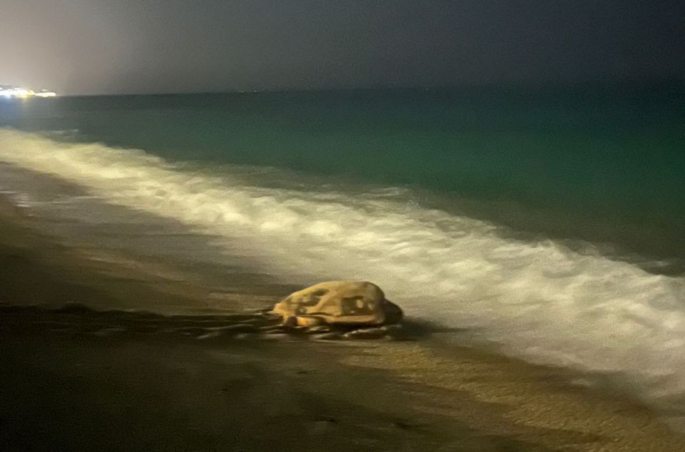 la tortuga tornant a l'aigua la tortuga tornant a l'aigua