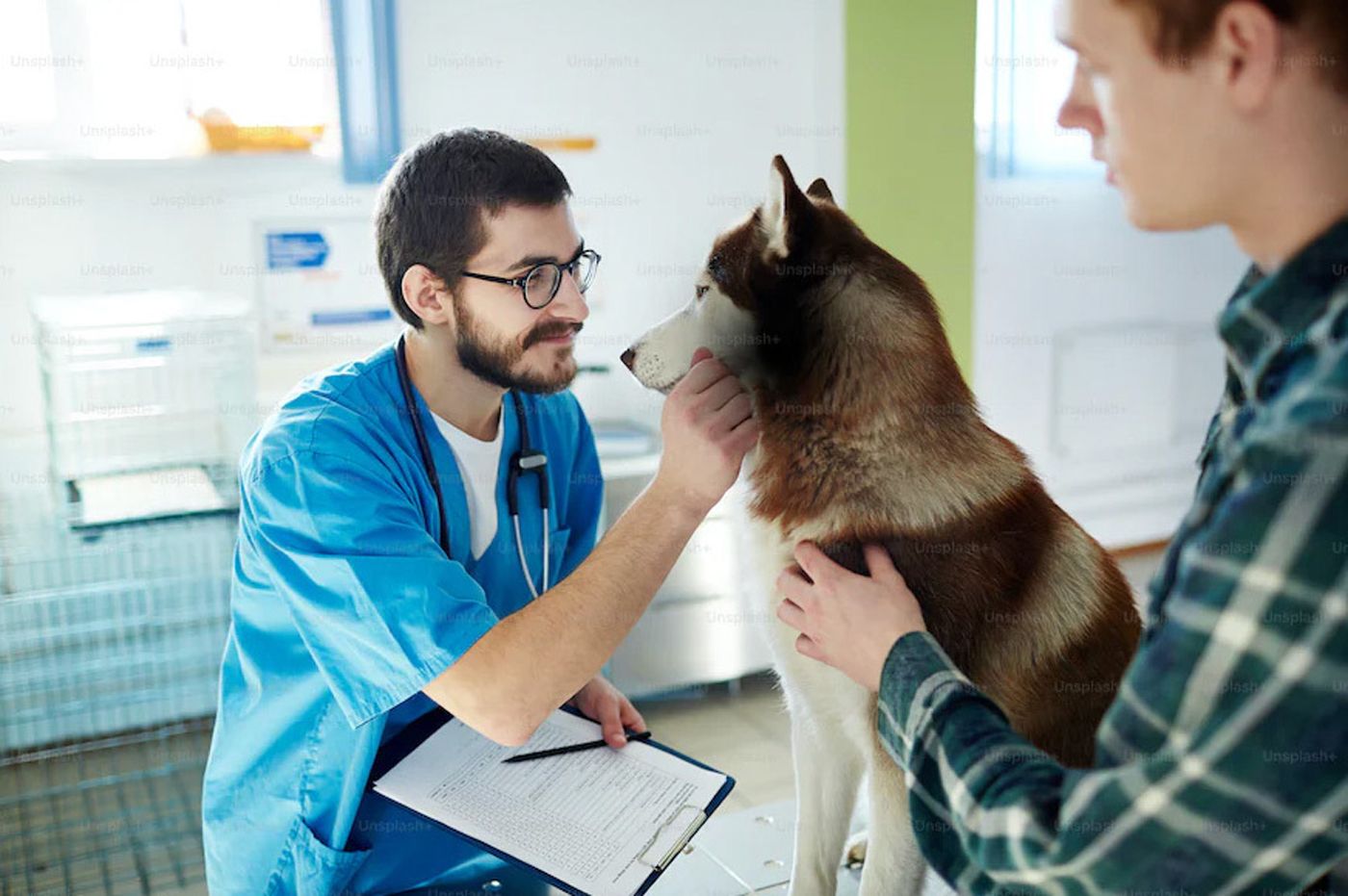 Fundación Bienestar Animal