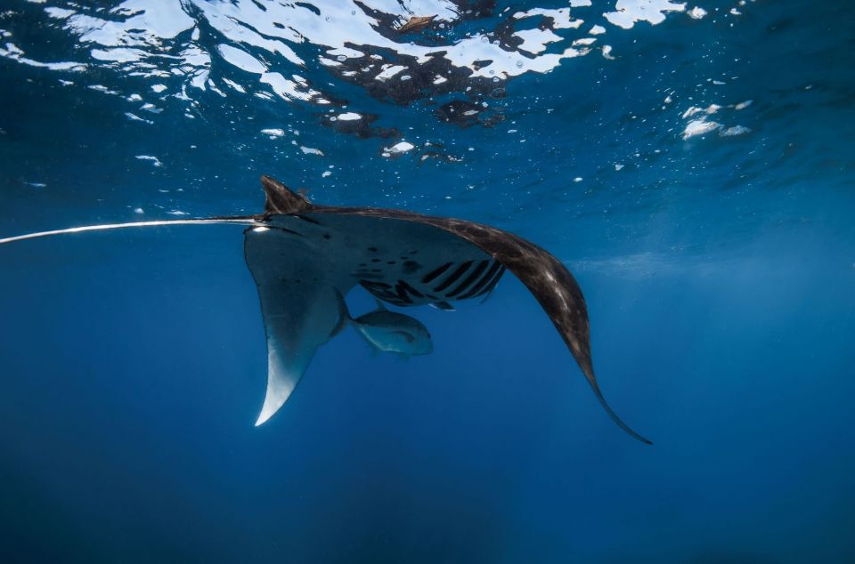 Imagen de archivo de una mantarraya