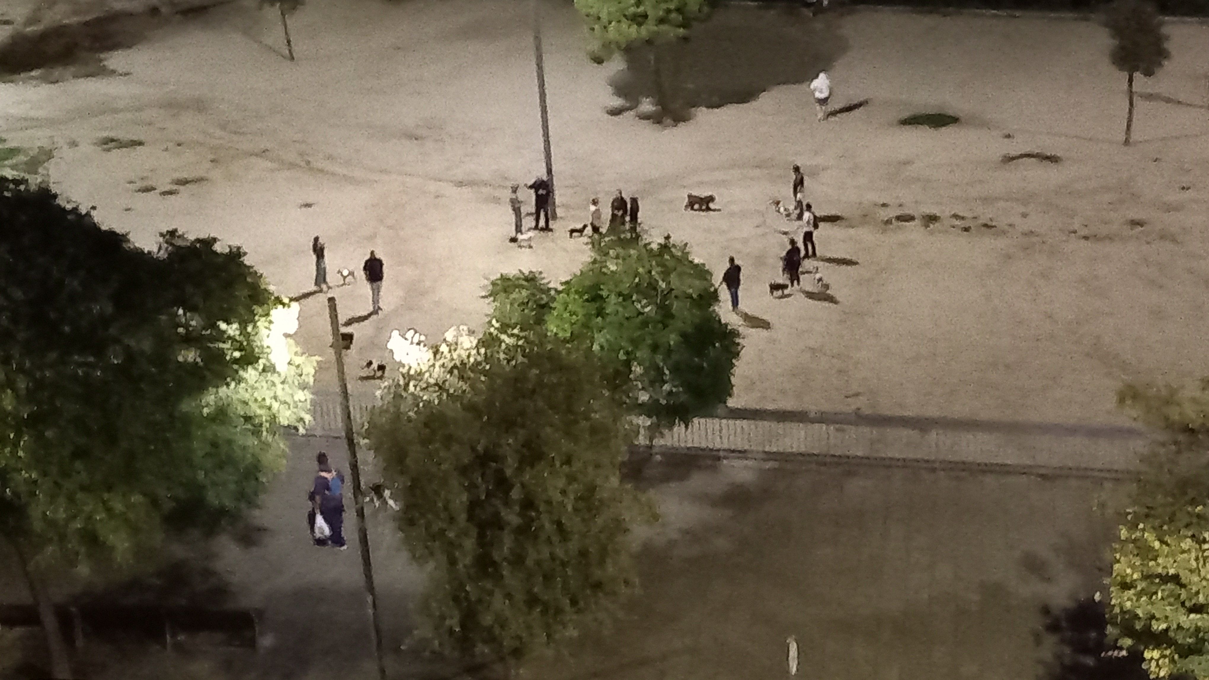 Mataró multa a un propietari de gos cada dos dies