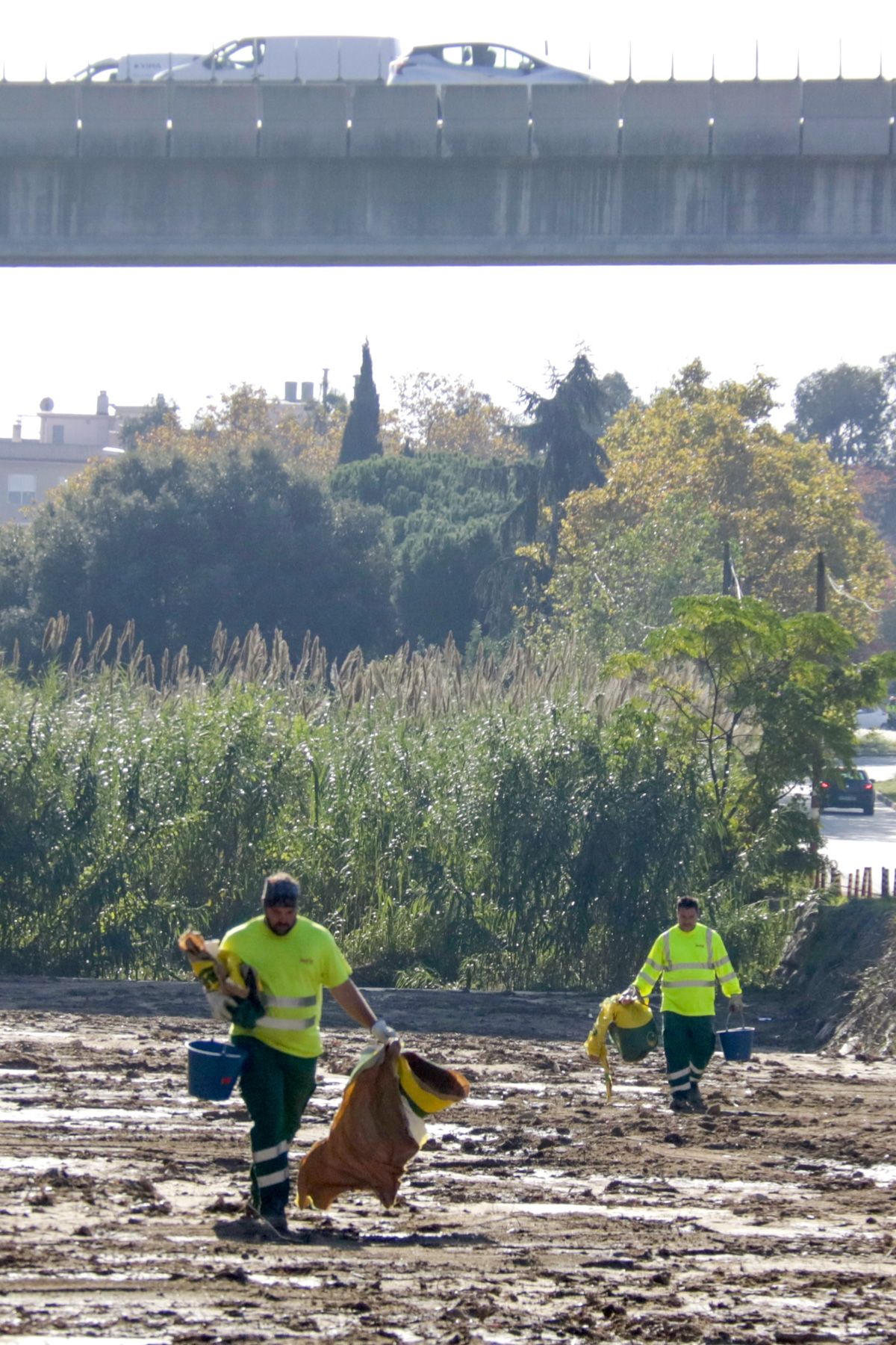 Vegetació invasora a la Riera Vegetació invasora a la Riera