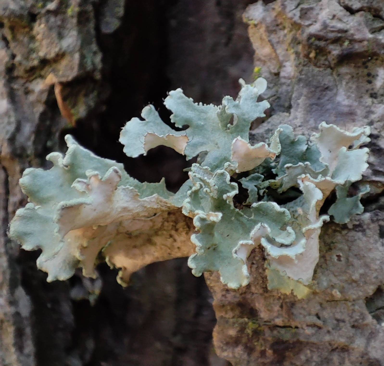 Biodiversitat al parc Montnegre Corredor