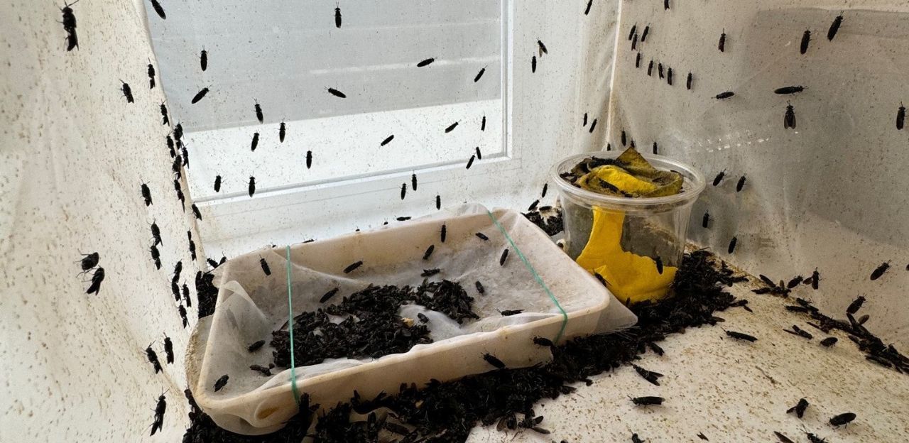 Els insectes serveixen al Maresme per a crear adobs i pinsos