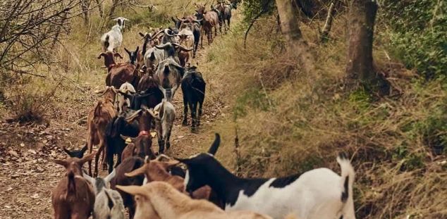 Cabres a pasturar contra el risc d'incendis a Mataró