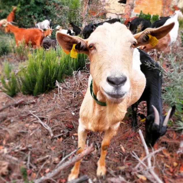 Cabras de Badacabres Cabras de Badacabres