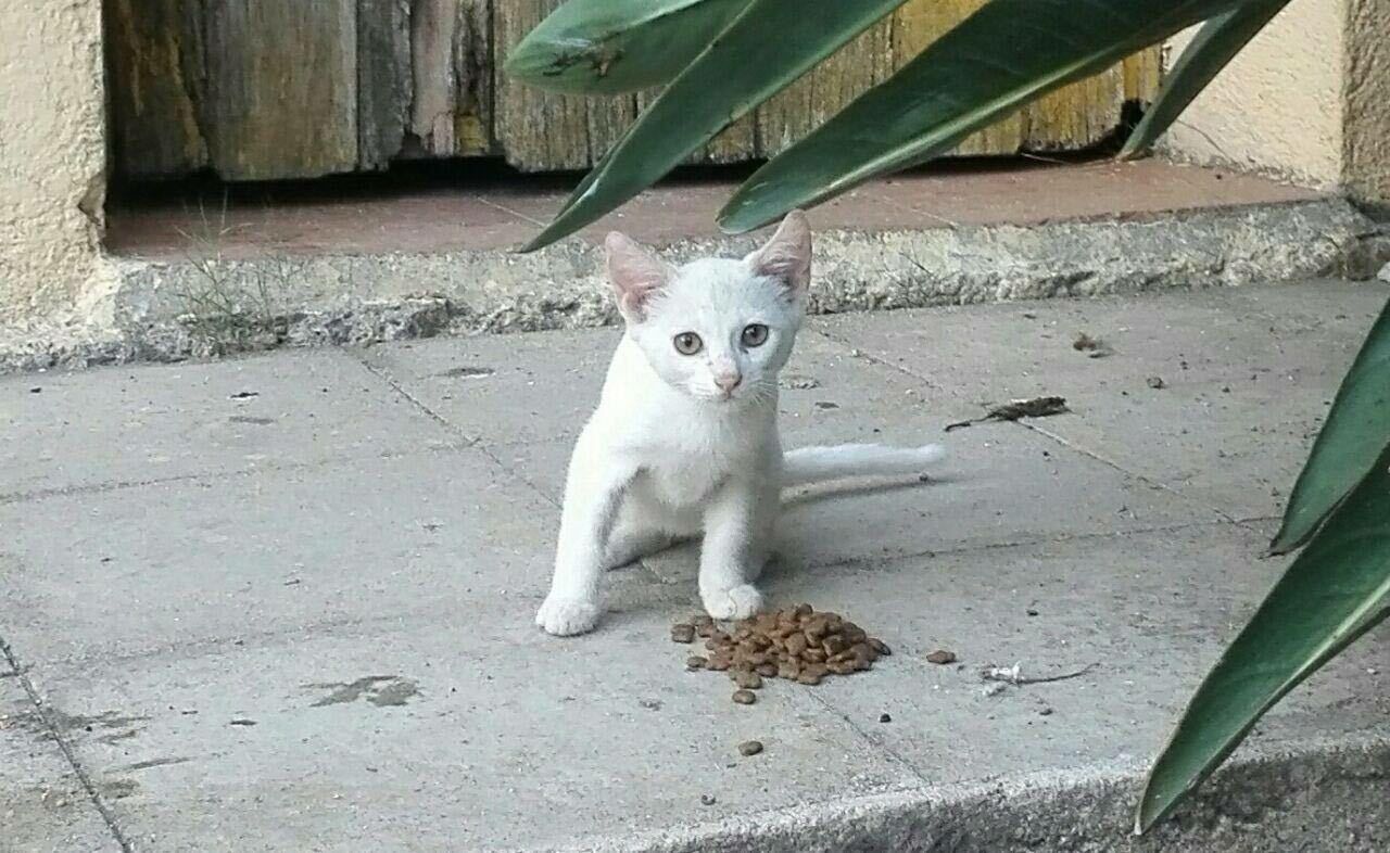 Para una convivencia respetuosa con los gatos de la calle