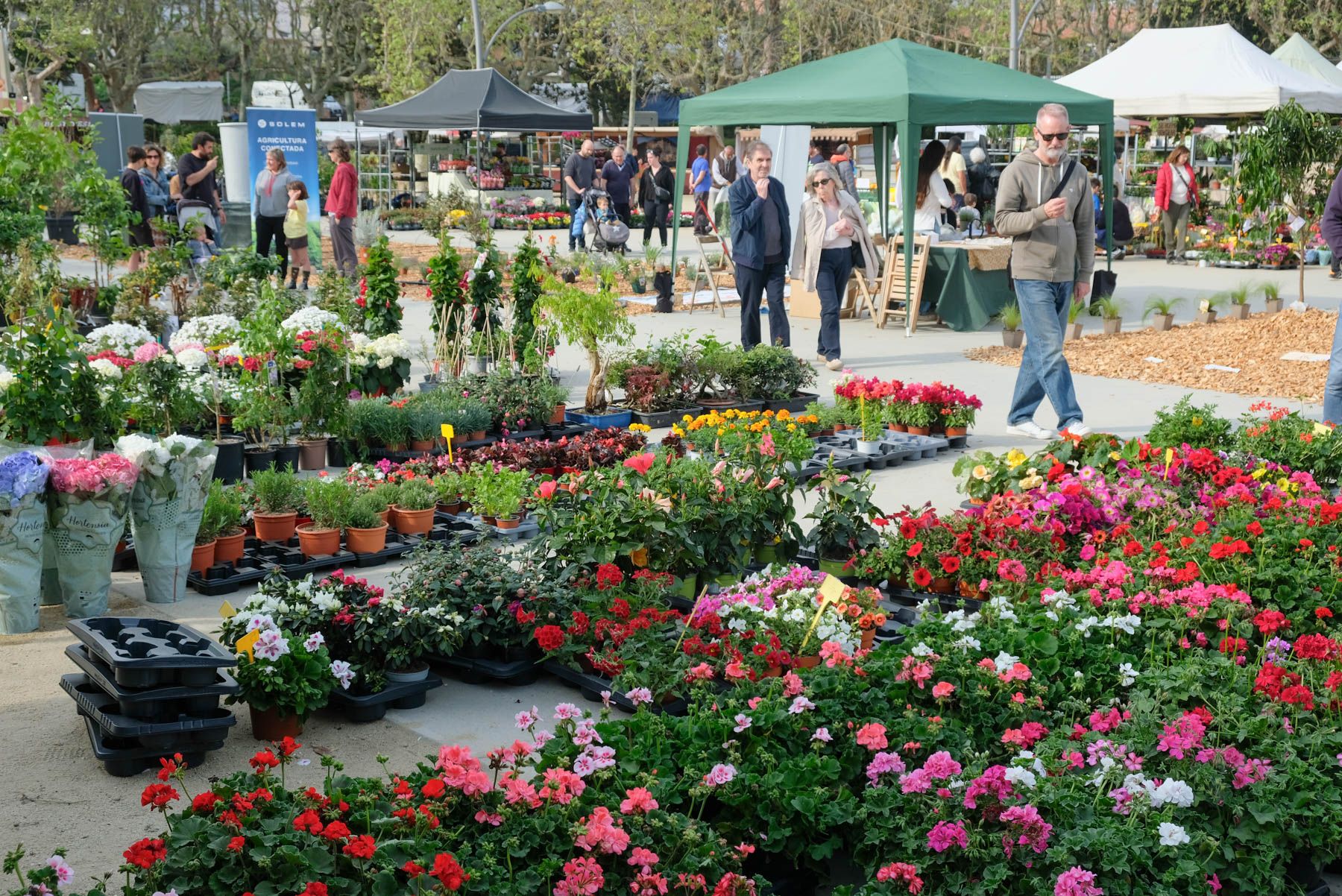 Fira de l'Arbre. Foto: Carme Francés