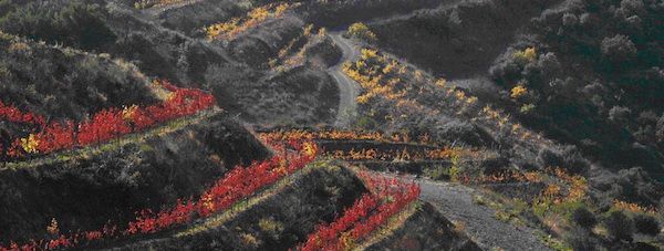 El itinerario transcurre entre viñas y encinas