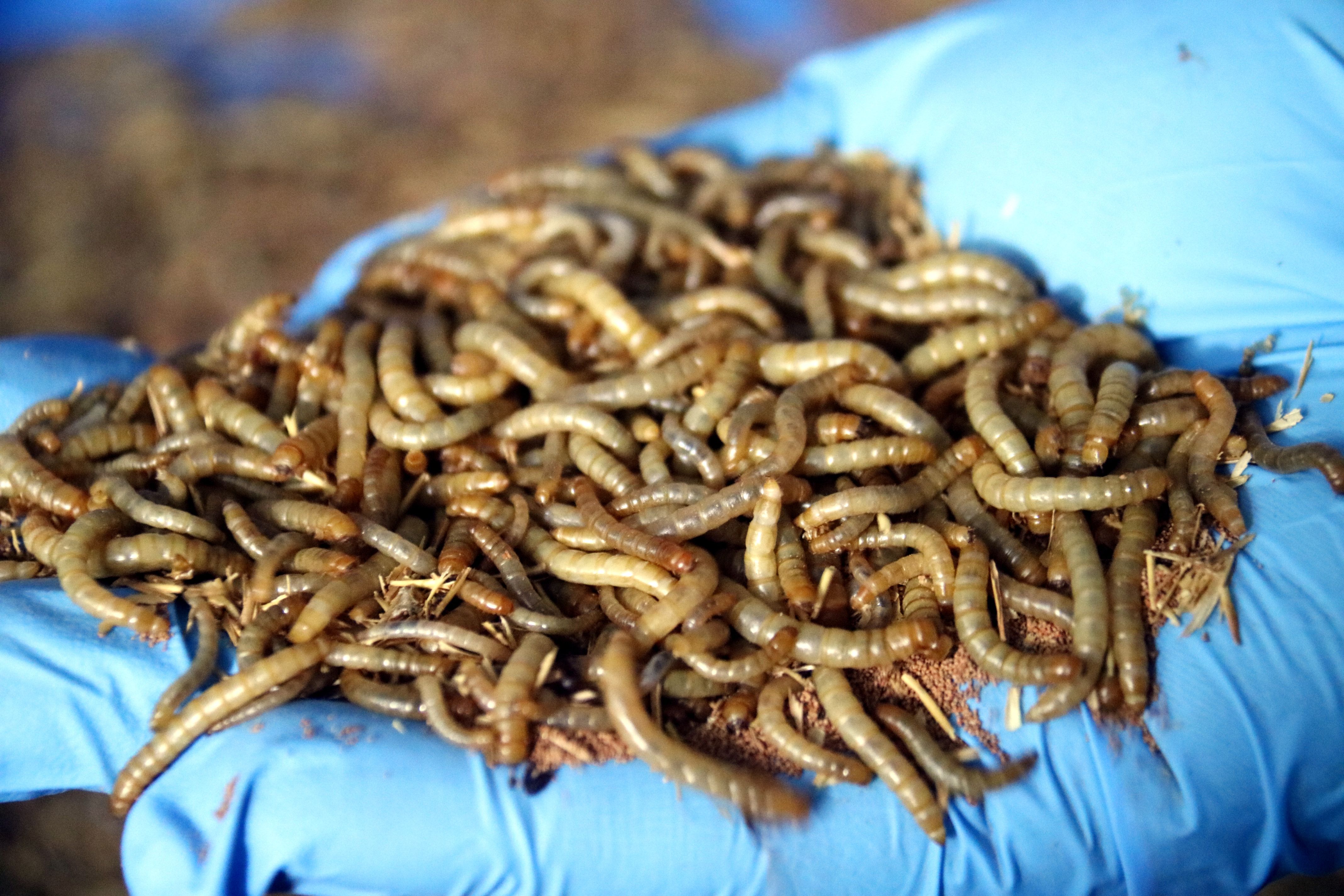 Volen promoure els insectes com a aliment del futur. Foto: ACN