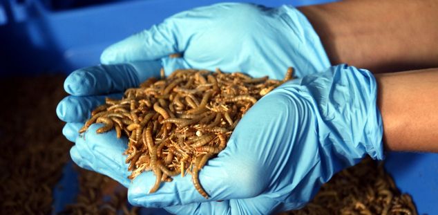Volen promoure els insectes com a aliment del futur. Foto: ACN Volen promoure els insectes com a aliment del futur. Foto: ACN