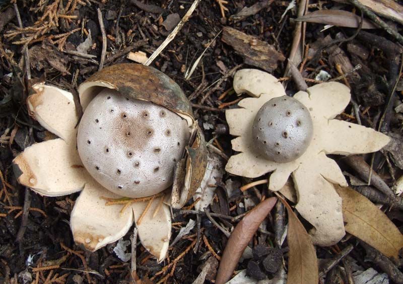 Myriostoma coliforme, en una imatge de Wikipèdia