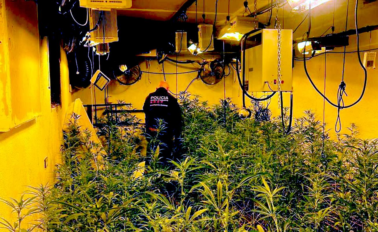 Plantació de marihuana al Maresme