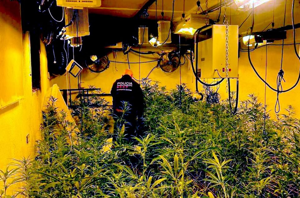 Plantació de marihuana al Maresme Plantació de marihuana al Maresme