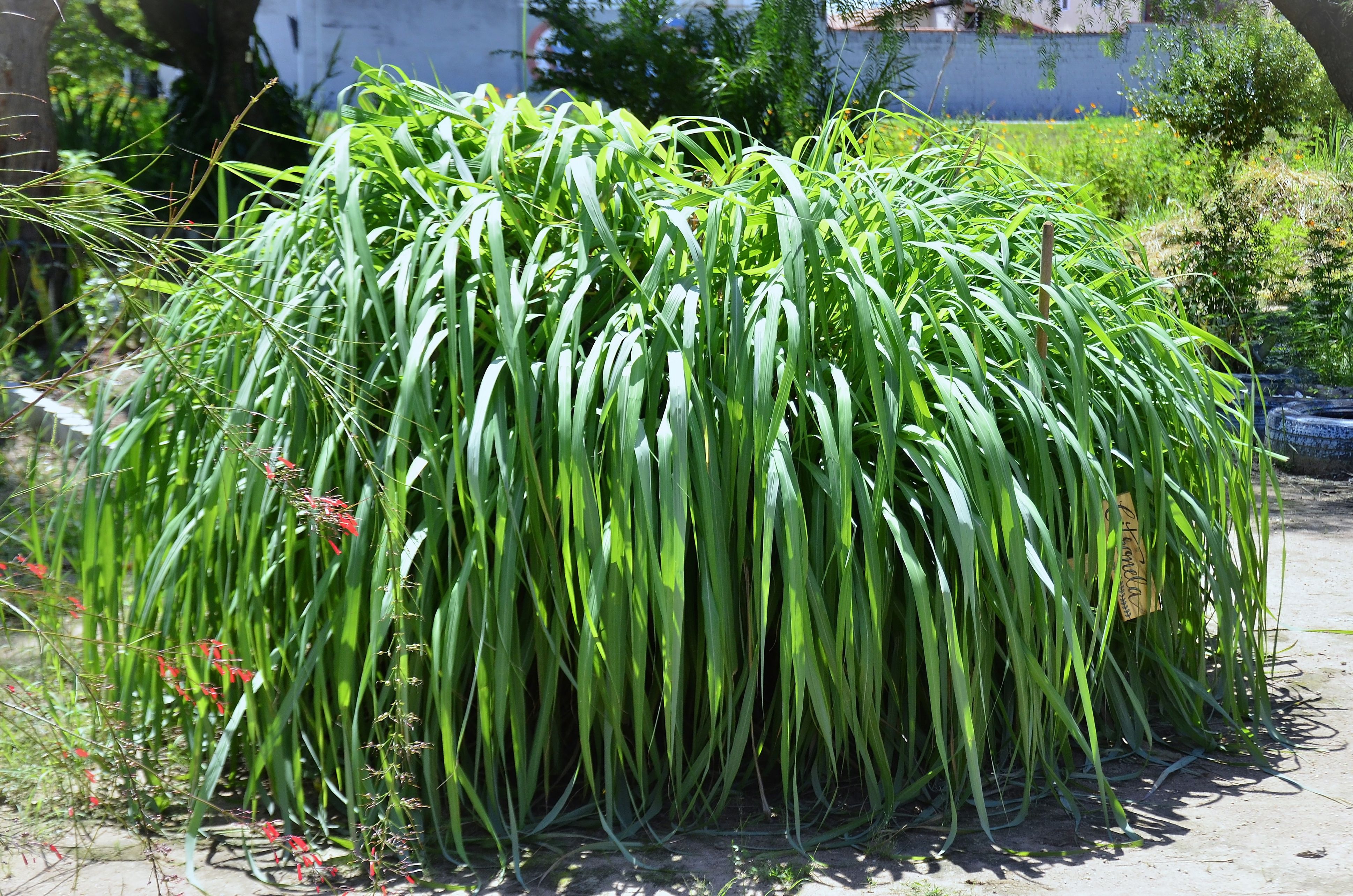 La citronela, una planta aromática i repelente de los mosquitos