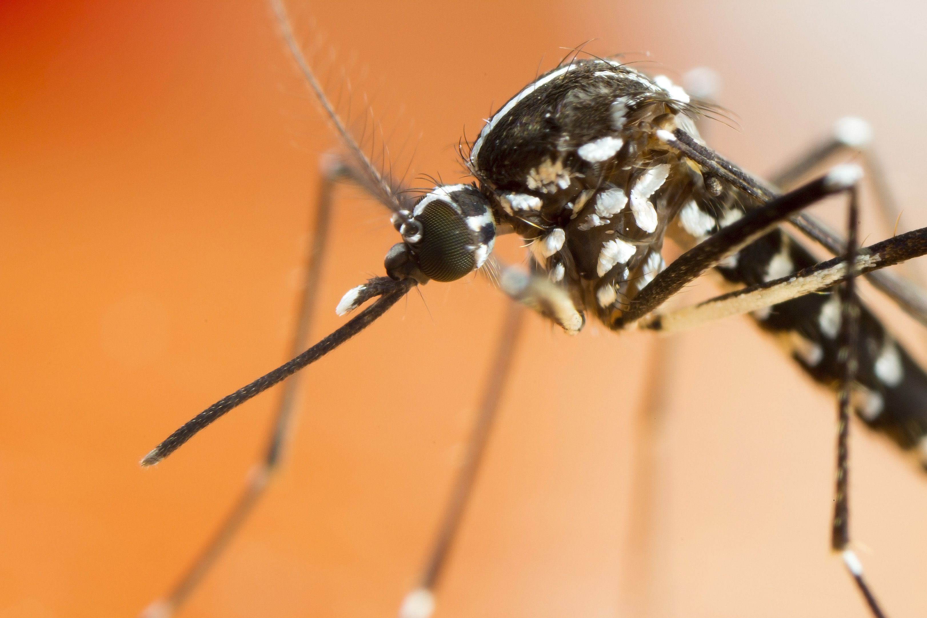 El mosquito tigre puede ser peligroso