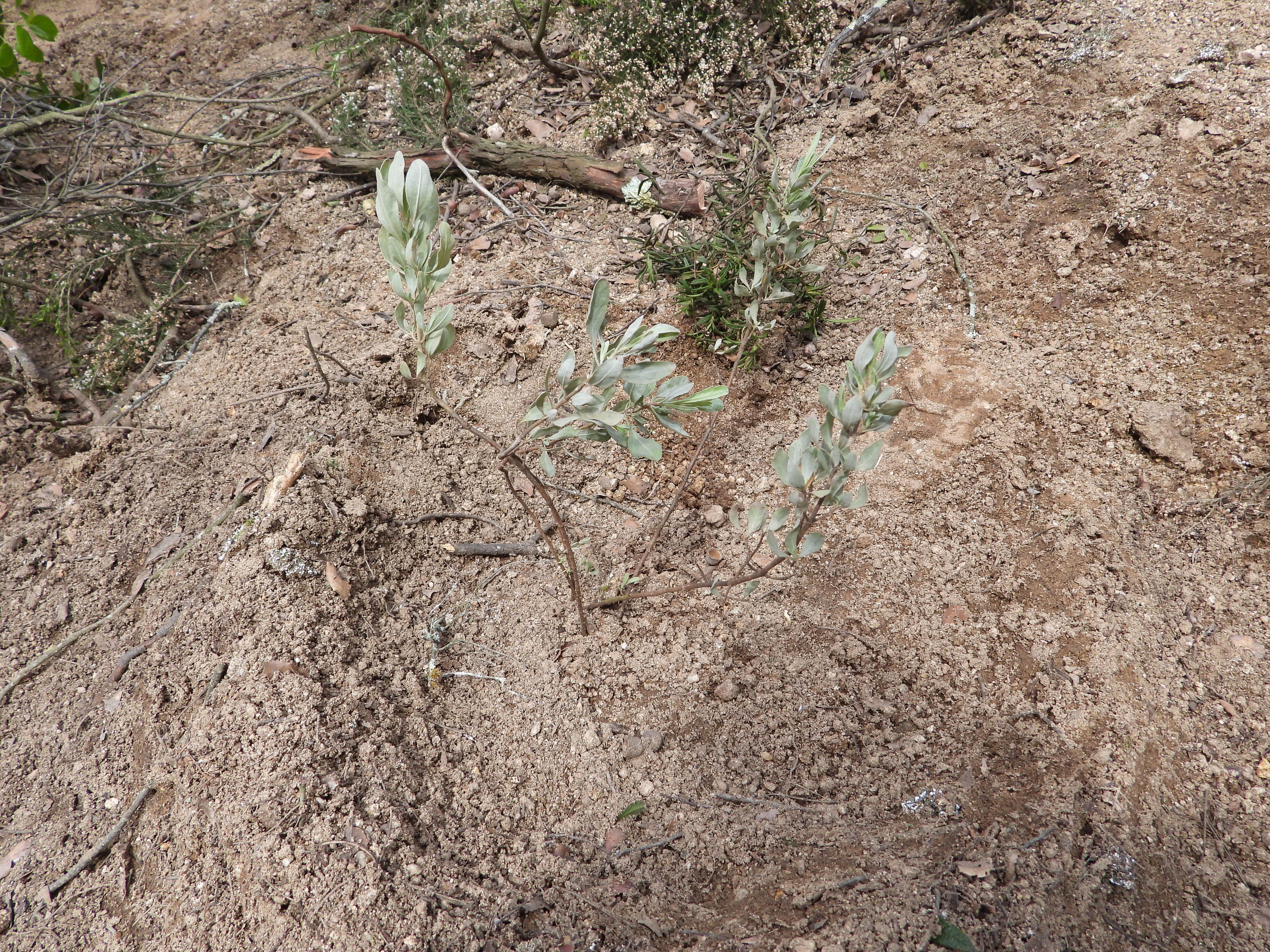 Velan porque esta planta no desaparezca de los bosques del Maresme