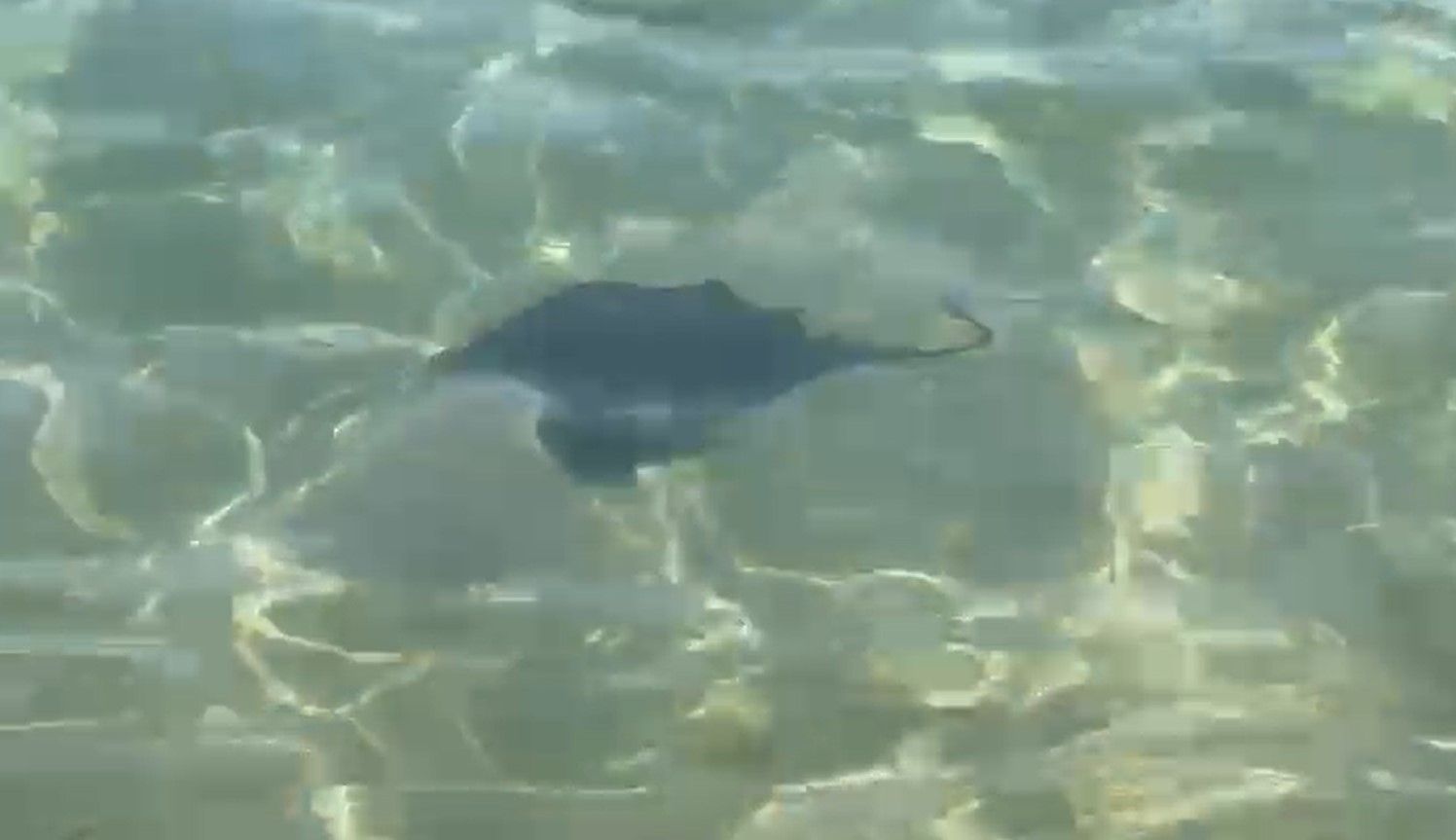 Fragment de vídeo de l'aparició de la manta ratlla. Vídeo: Alexia Rodríguez