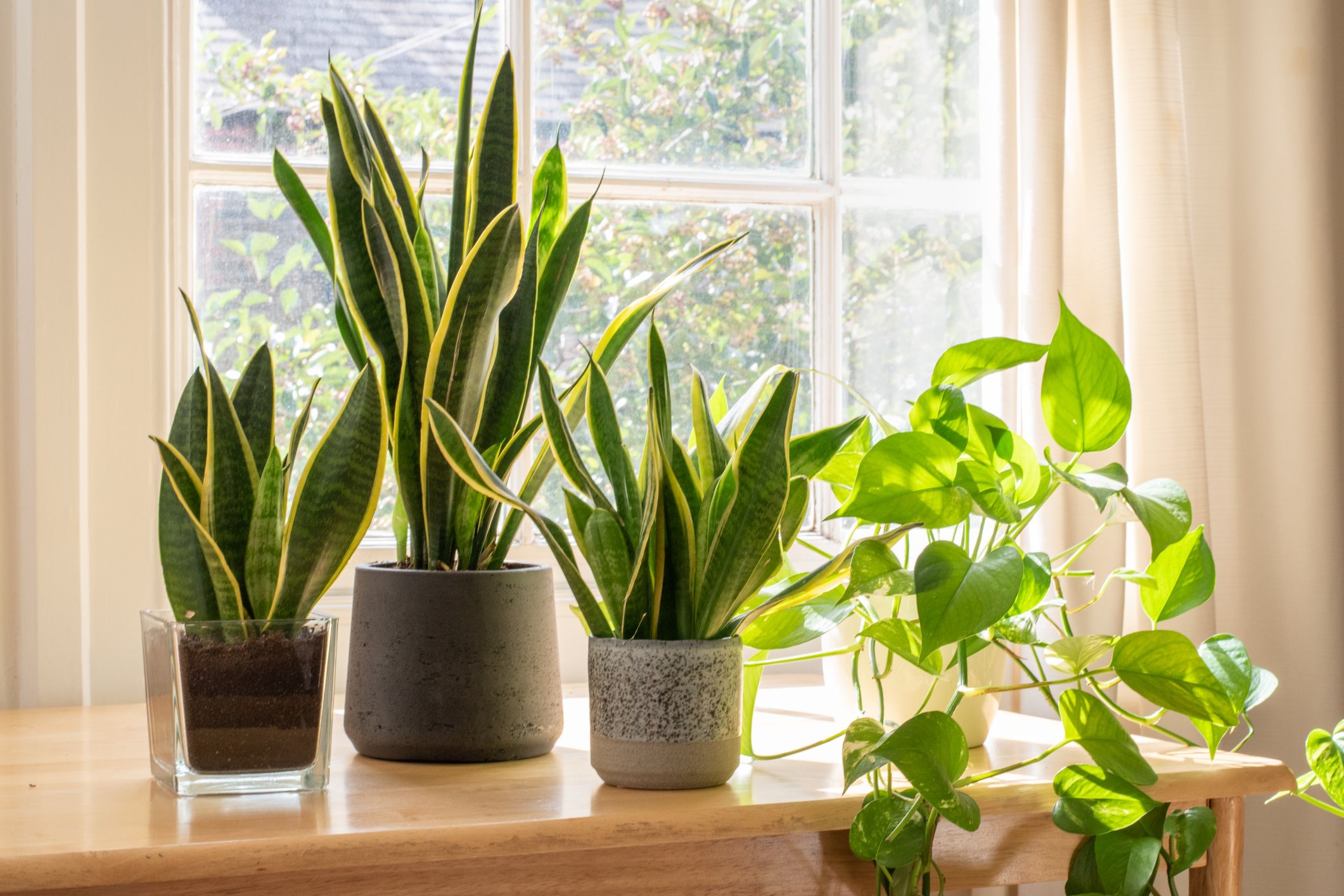 Plantas purificadoras para el hogar