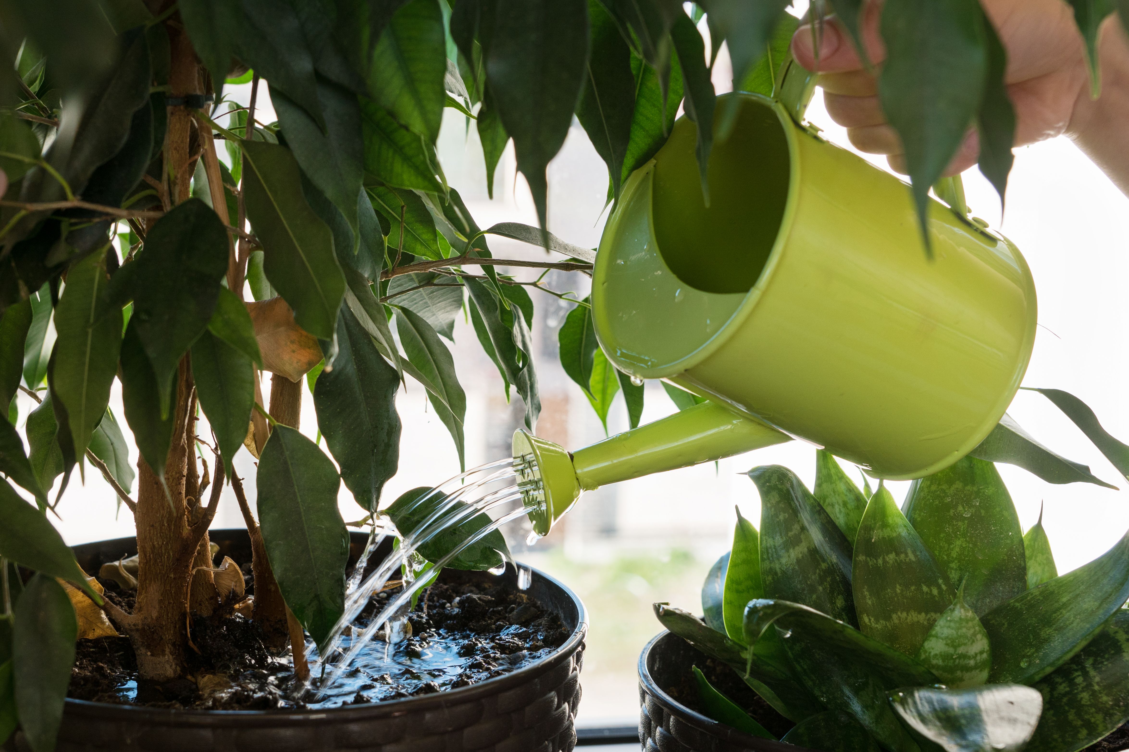 Quina és la millor hora per regar les plantes