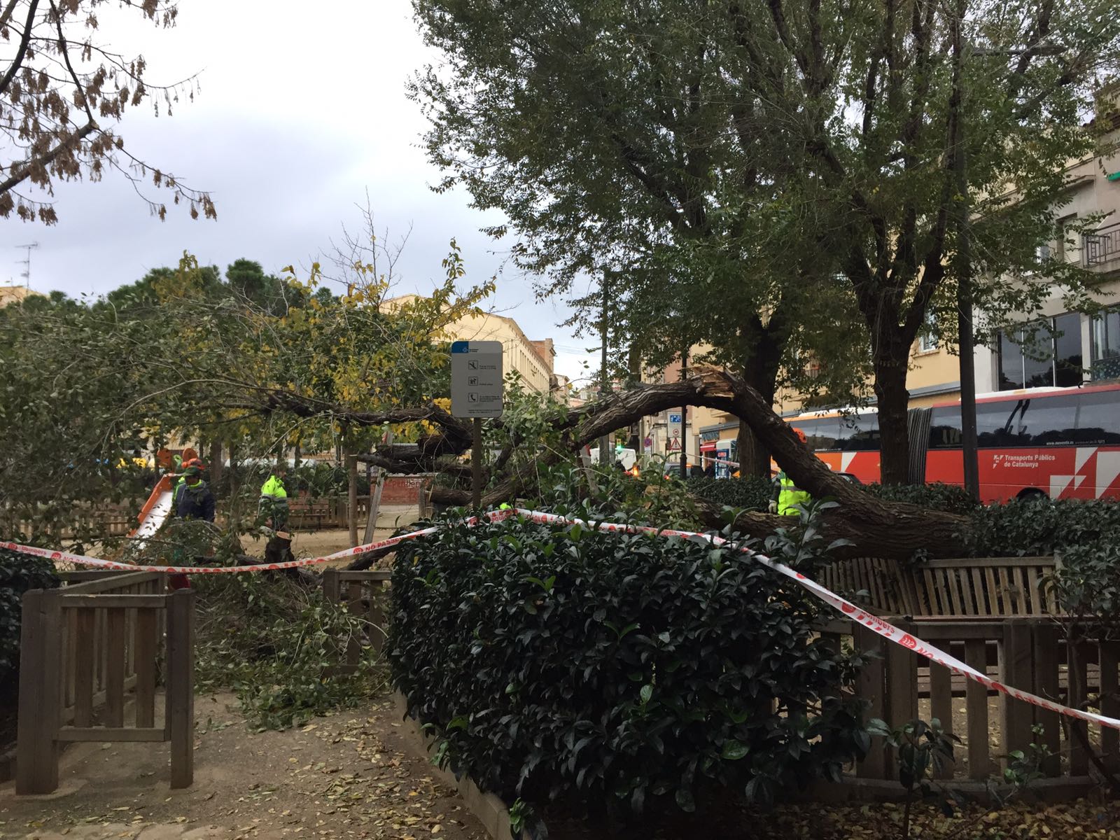 Un árbol caído en la plaza de las Tereses a causa del viento, en una imagen de archivo Un árbol caído en la plaza de las Tereses a causa del viento, en una imagen de archivo