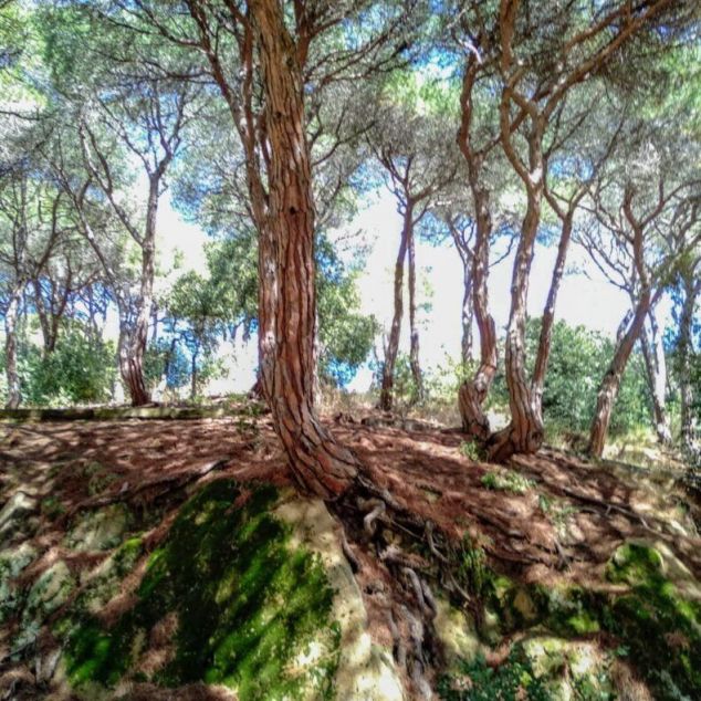 Parc Dalmau de Calella. Foto Patrimoni Històric de Calella Parc Dalmau de Calella. Foto Patrimoni Històric de Calella