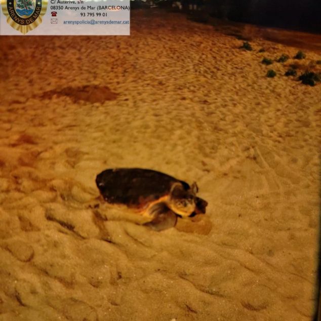 Imatge de la tortuga facilitada per l'Ajuntament d'Arenys Imatge de la tortuga facilitada per l'Ajuntament d'Arenys