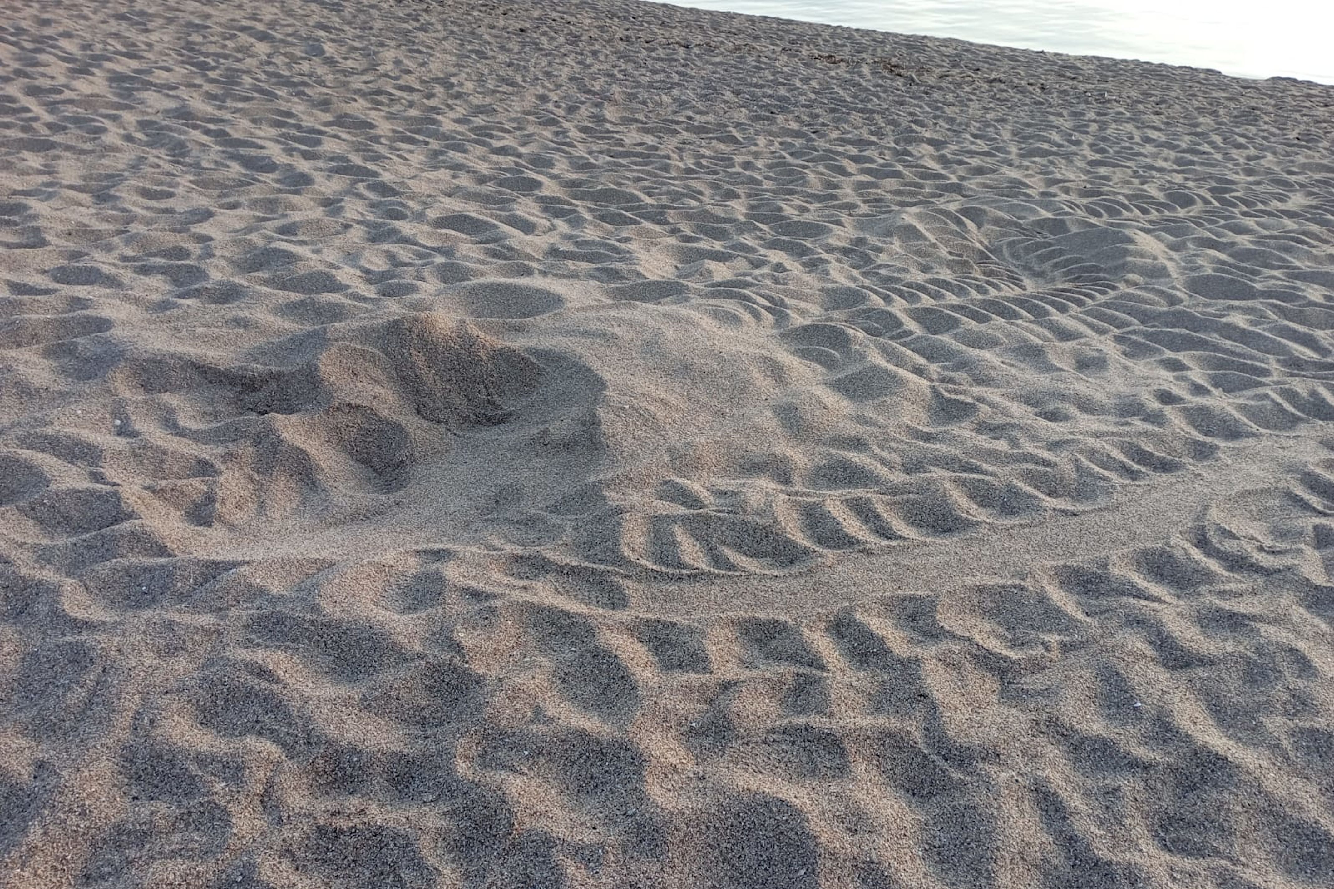 Rastro de tortuga en una posta EN la costa catalana. Foto. ACN