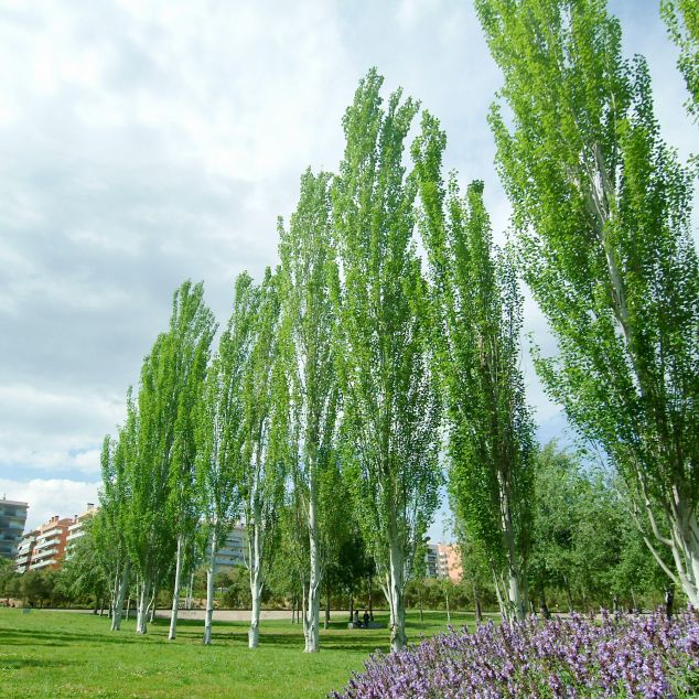 El Parc Central Nou de Mataró. Foto: R. Gallofré