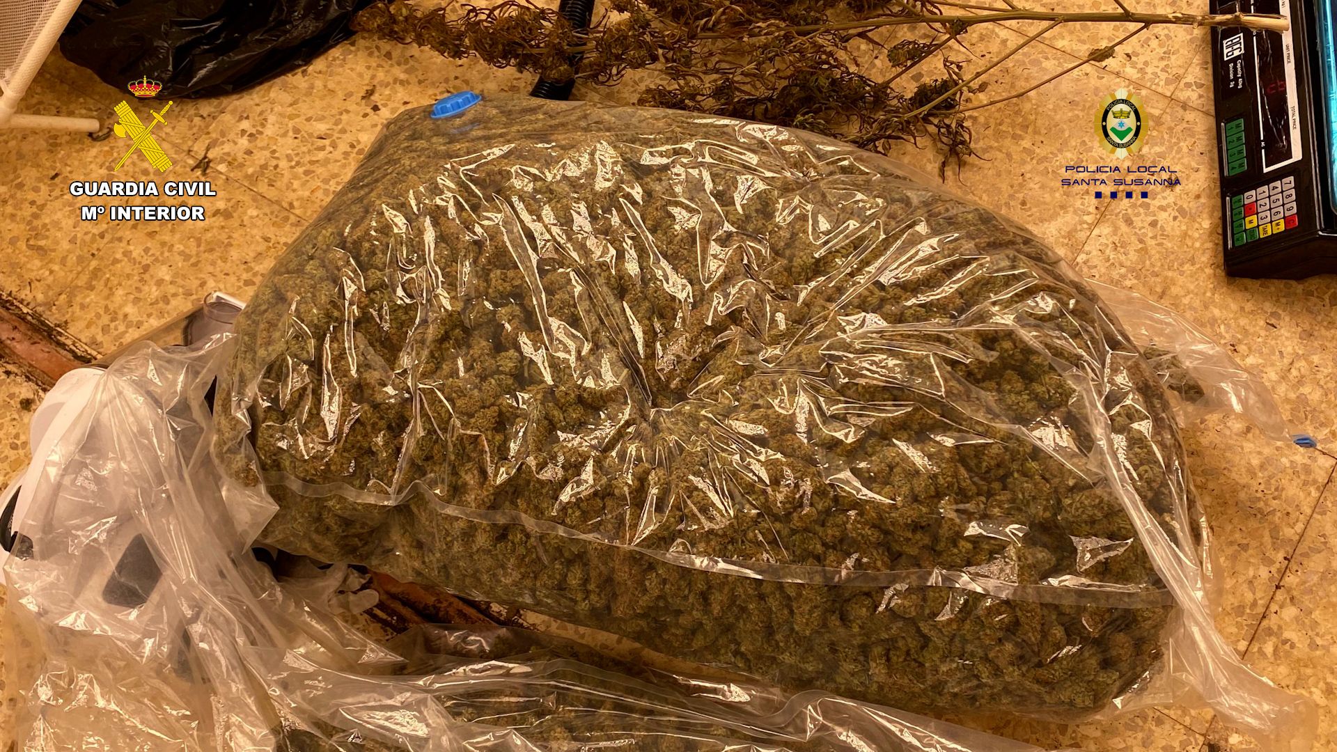 Part de la droga intervinguda en l'operació policial a l'Alt Maresme