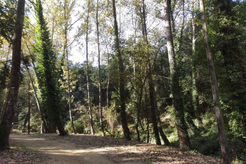 Un bosc preciós a l'entorn del Pou de Glaç