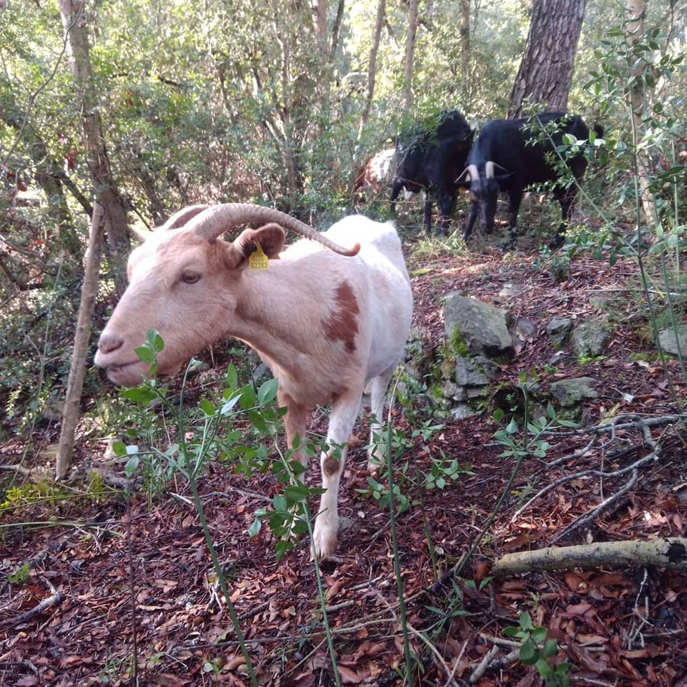 Ramat de cabres al Maresme. Foto: Badacabres