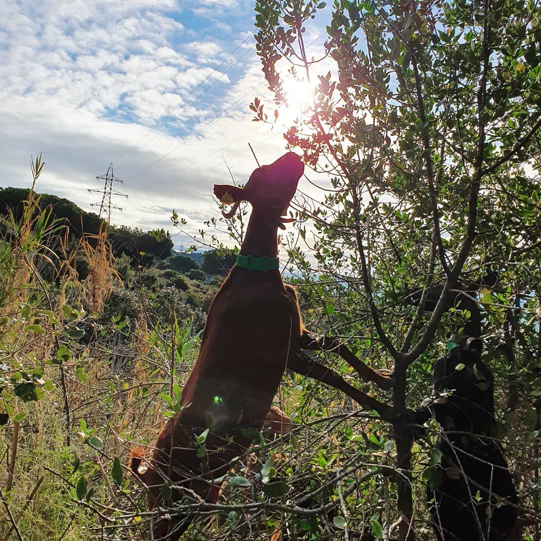 Una cabra del ramat, pasturant