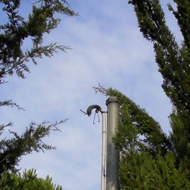 250814 CAS PLANTACIÓ TORDERA MARIHUANA FOTO (1)