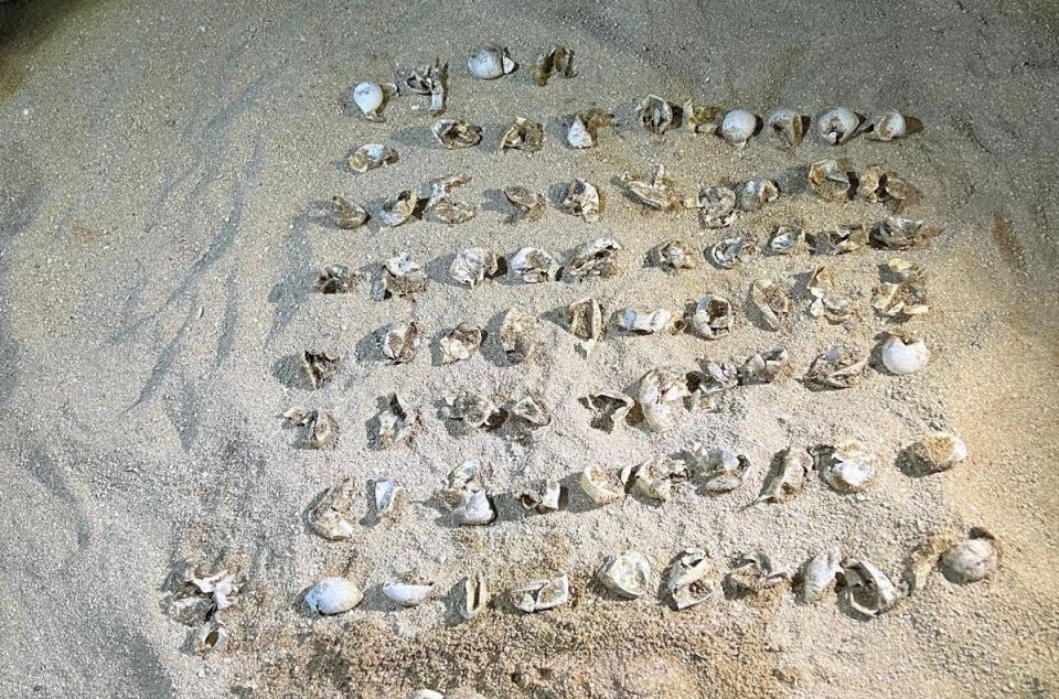 Los huevos en la playa