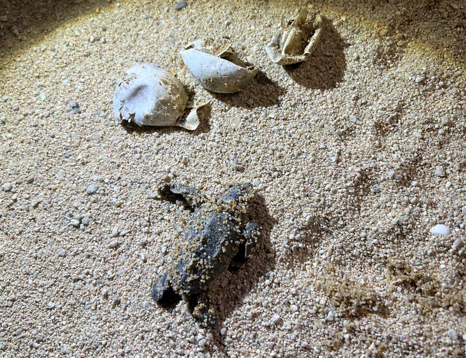 Una de las tortugas recién nacidas en Arenys de Mar. foto: Ayuntamiento