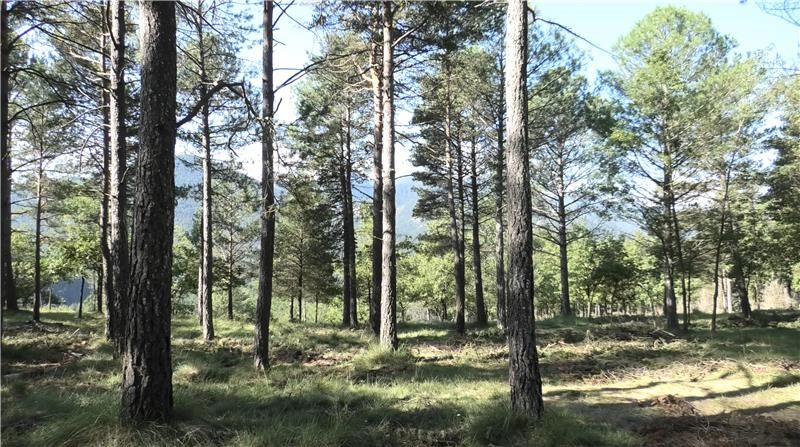 bosque gestionado CTFC