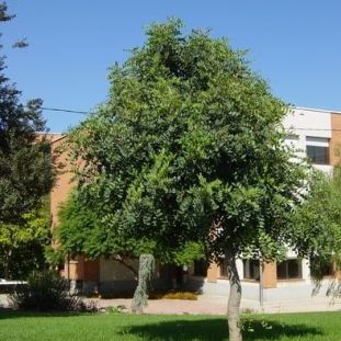 Un ejemplar de algarrobo