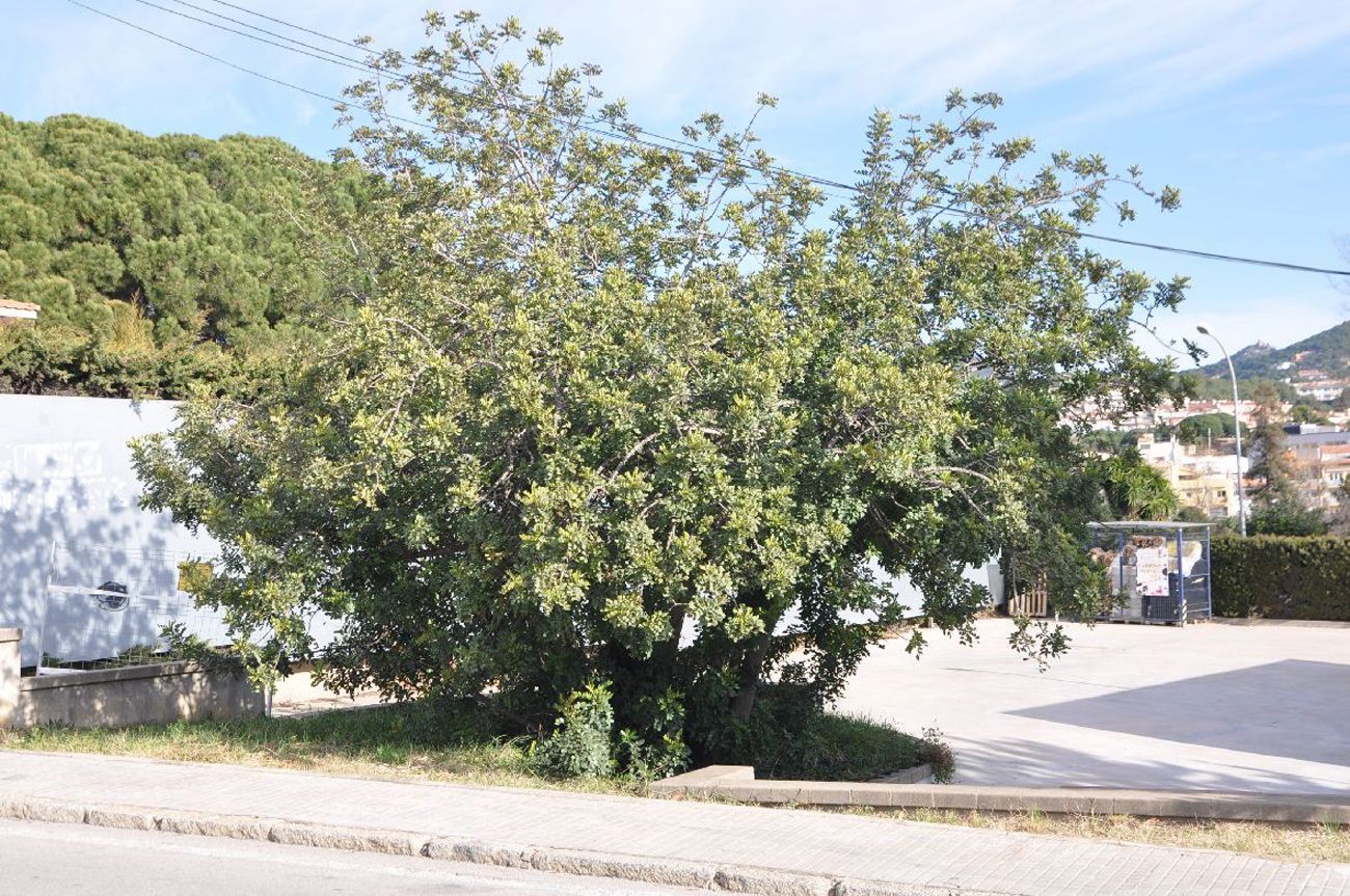 Garroferos en el Maresme