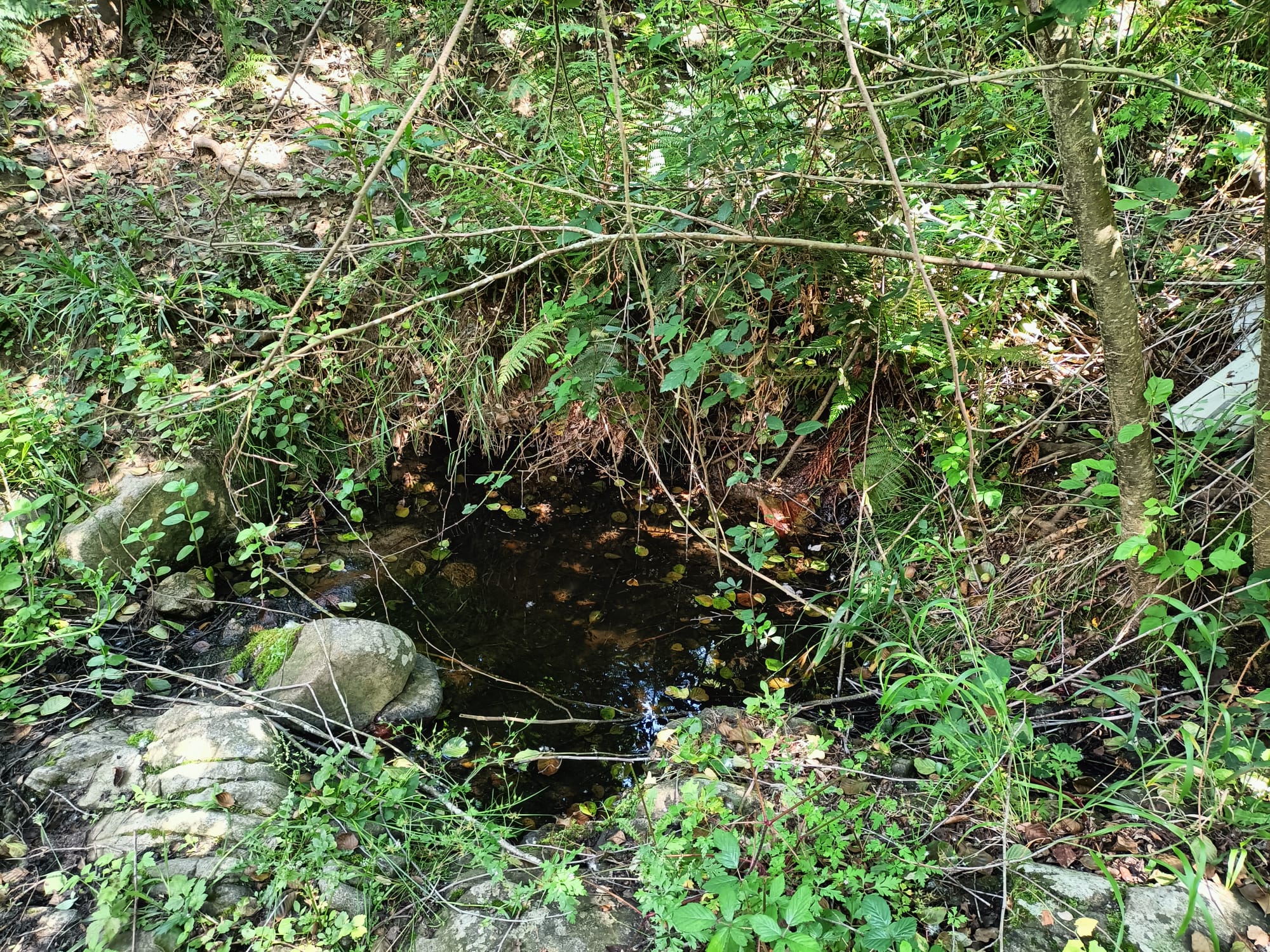 La bassa del torrent de Ca l'Arenes on s'ha fet la descoberta.  Foto de Guillermo Quevedo Ortiz