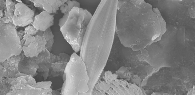 Imatge de microscopi de la Sellaphora catalonica
