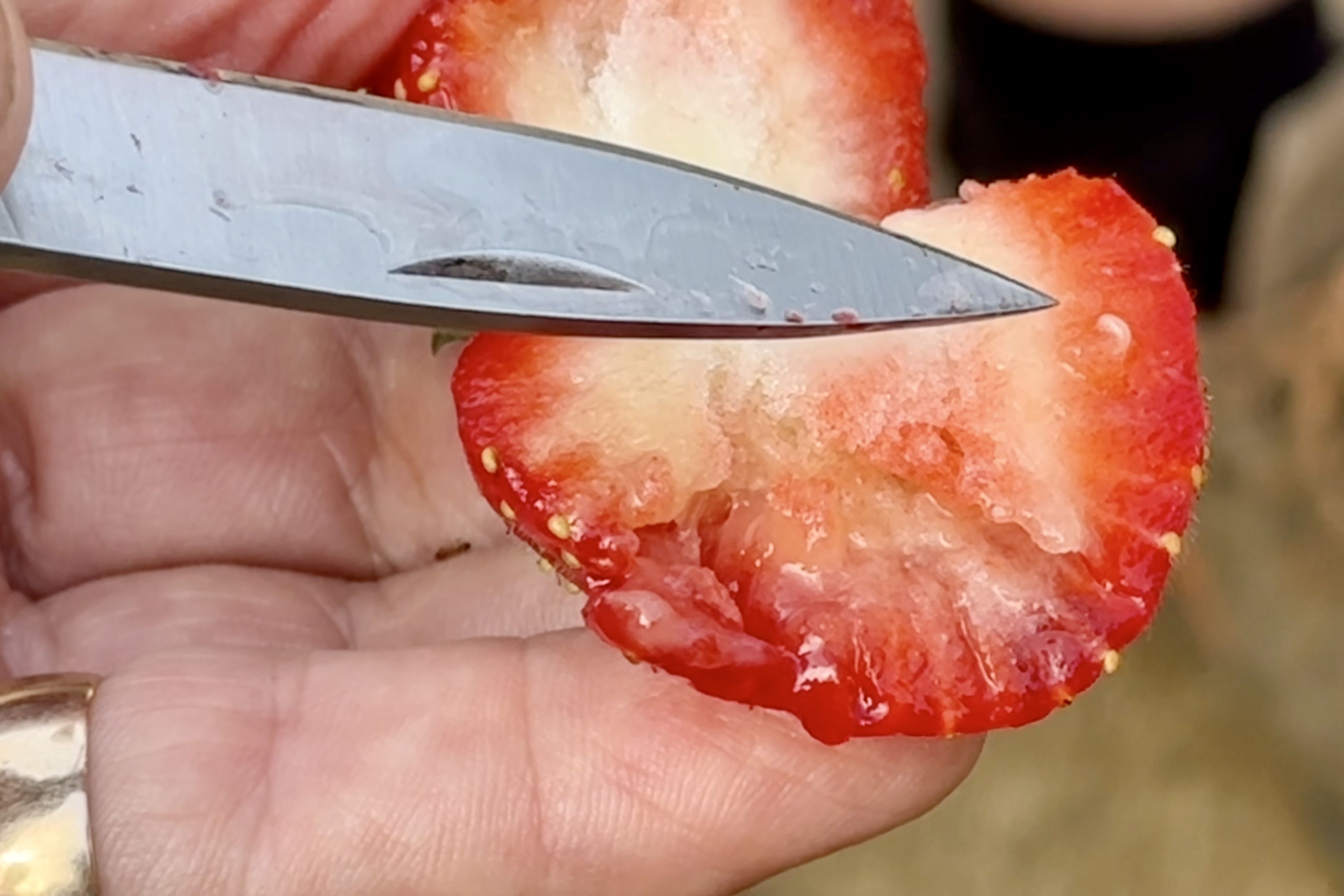 Las conocidas fresas del Maresme, en peligro